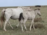 مادیان, Kazakh horse — عکس 1