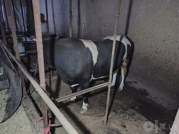 Cow, Russian Black pied cattle