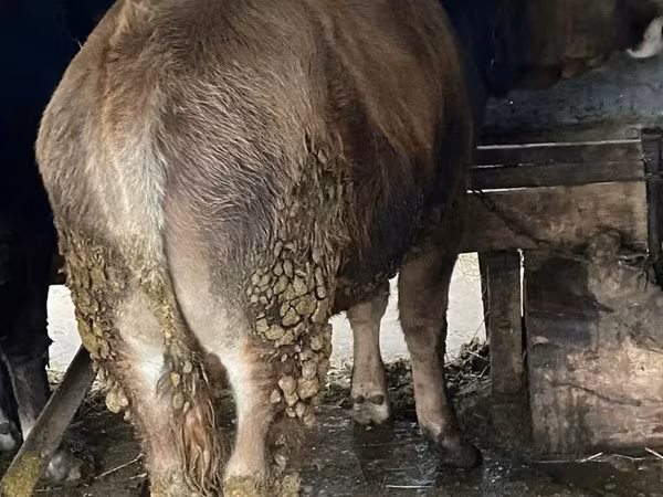 Bou, Bovine