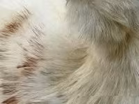 सिल्की — फ़ोटो 3