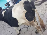 Сиыр, Russian Black pied cattle — 3-сурет