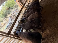 أغنام (دفعة، الجنس غير محدد), Hissar sheep — الصورة 2