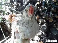 Chickens — عکس 2