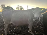Mucca, Bovini — foto 2