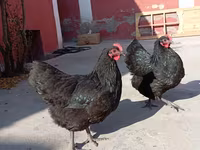 Australorp — zdjęcie 8