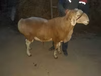 Wad, Sheep — sawirka 2