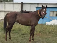 Aygır, Arabian horse — foto 2