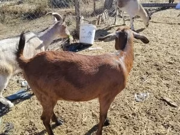母山羊, Boer goat