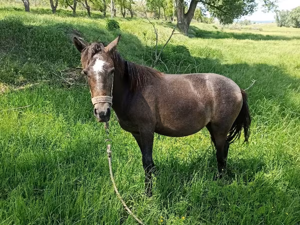 Mare, Horses