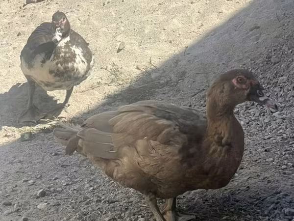 Ducks