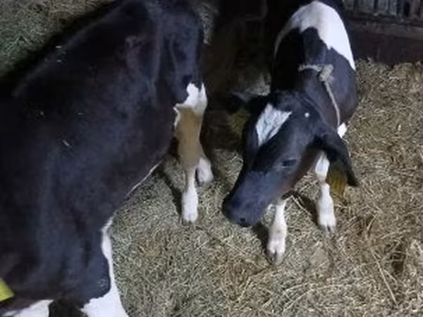 Bou, Russian Black pied cattle
