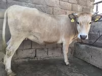 گائے, مویشی — تصویر 1