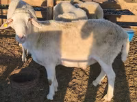 Bélier, Assaf sheep — photo 2