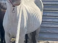Yegua, Caballos — foto 1