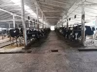 Tehén, Swiss cattle — 1. fotó
