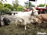 Kambing jantan, Goats — foto 2