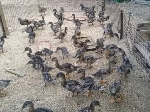Ducks — Hungary