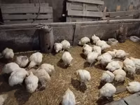 Chickens — الصورة 4