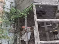 Taxta və metal tor konstruksiyalı quş qəfəsi/volyeri. Uzunsov formada — عکس 3