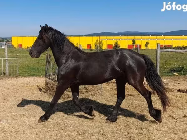 Jument, Friesian
