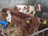 ላም, Cattle — ፎቶ 1