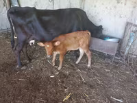 Vacă, Bovine — foto 2