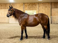 Кобила, Friesian — снимка 4