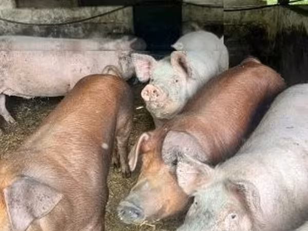 Sow, Pigs — Hungary