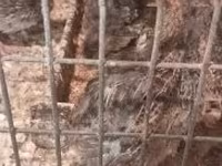 Quails — फ़ोटो 2