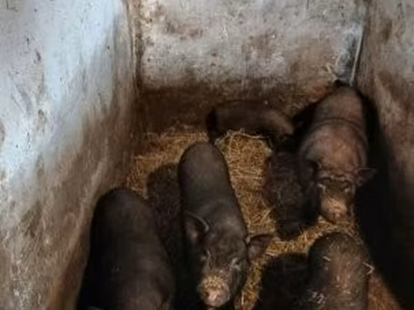 Sow, Pigs — Hungary