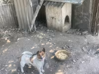 Kiçik ölçülü it evi – it üçün taxta budka - Material: qalın taxta — عکس 1