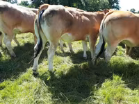 Sapi, Cast cow — foto 3