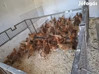 Chickens — foto 4