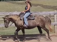 مادیان, Kentucky mountain daddle horse — عکس 2