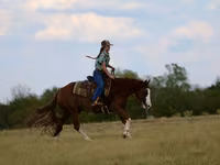 Horse (M), Quarter Horse — photo 6