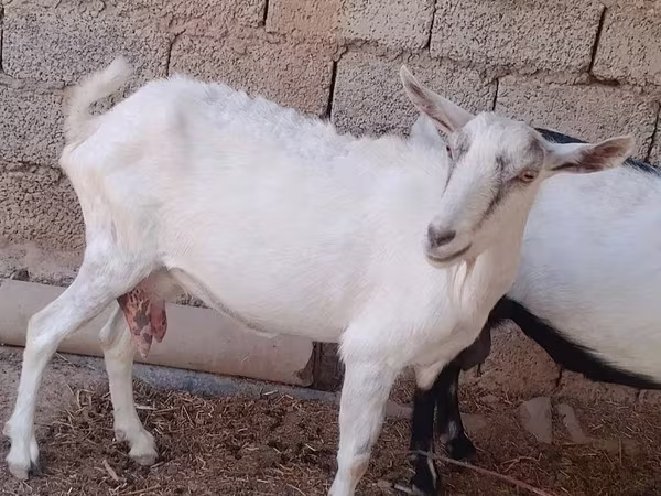 Ged, Saanen goat