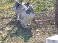 Brahma — foto 3