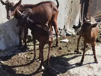 Capra, Capre — foto 4