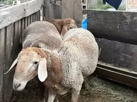 Koyun, Arashan sheep — foto 6