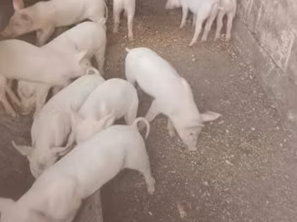 Prasata (šarže, pohlaví neuvedeno), Крупная белая