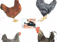 Chickens — Foto 1
