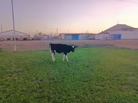 گاو نر, Swiss cattle — عکس 3