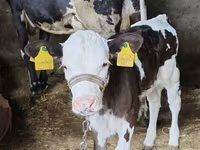 Үнээ, Russian Black pied cattle — 4 зураг