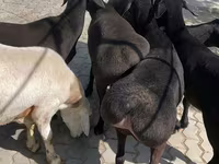 قوچ, گوسفند — عکس 2