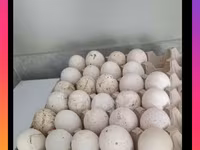 Turkeys — عکس 1