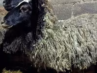 Sheep, Romanov sheep — photo 5