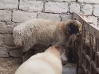 قوچ, Blackheaded Persian sheep — عکس 1