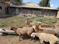 Domba jantan, Hissar sheep — foto 5