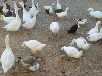 Ducks — foto 1