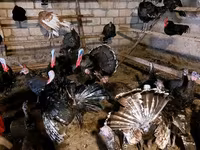 برنزی — عکس 6